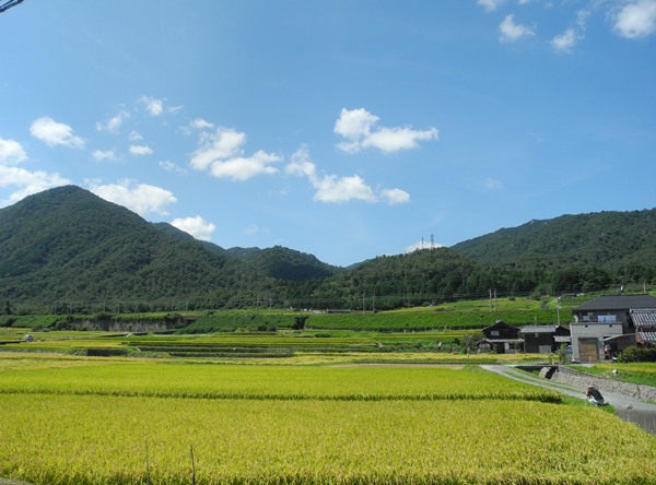 琵琶湖一周ウォーク　萩の浜水泳場→ＪＲ志賀駅　⑭_d0074683_16551324.jpg