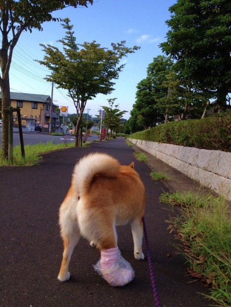 甘えん坊ちゃん_a0126590_5452663.jpg