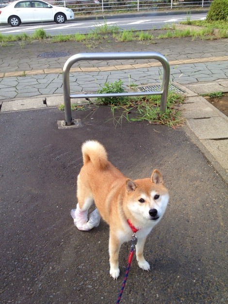 甘えん坊ちゃん_a0126590_54727100.jpg