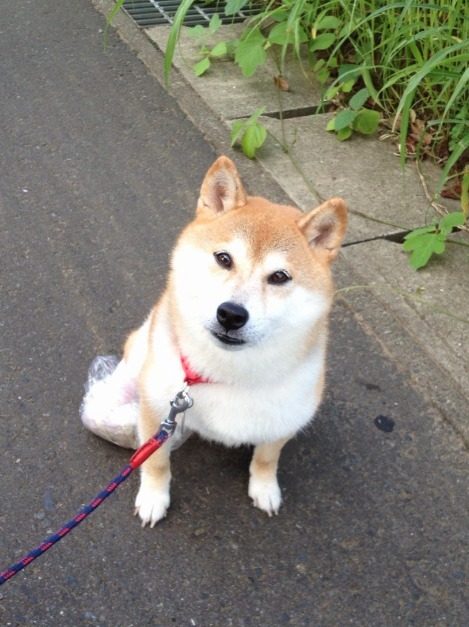 甘えん坊ちゃん_a0126590_549137.jpg