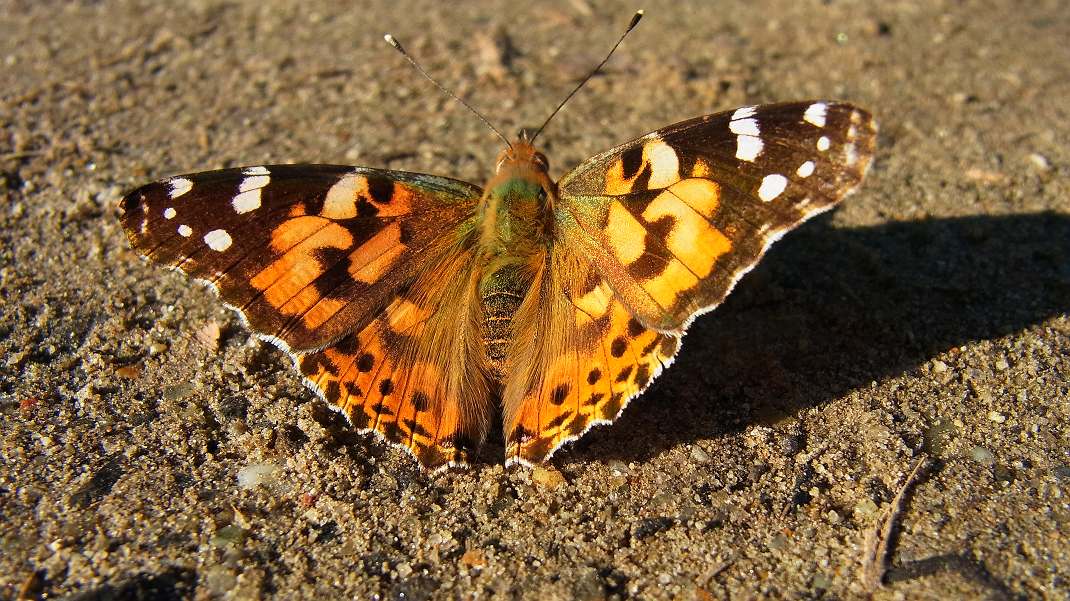 a0152692_1844285.jpg