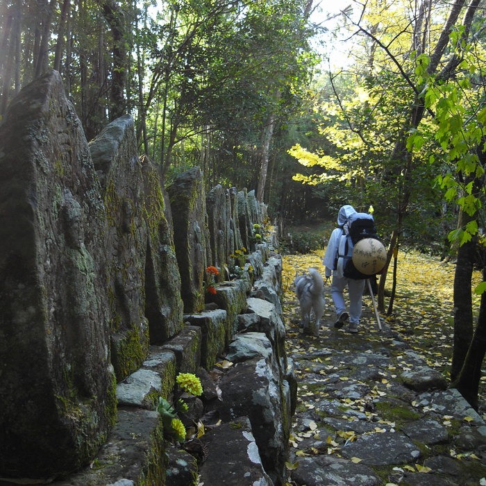 Memory of the second pilgrimage with husky HANA_c0049299_19512127.jpg