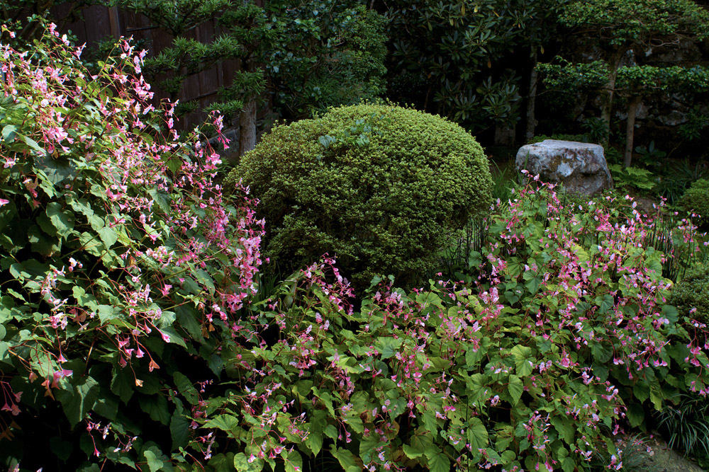 三千院・聚碧園_b0221605_8592874.jpg