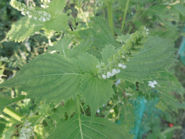 f0297809_053442.jpg