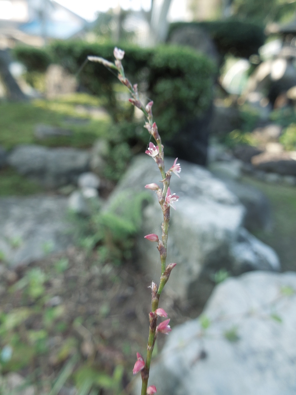 f0297809_1145347.jpg