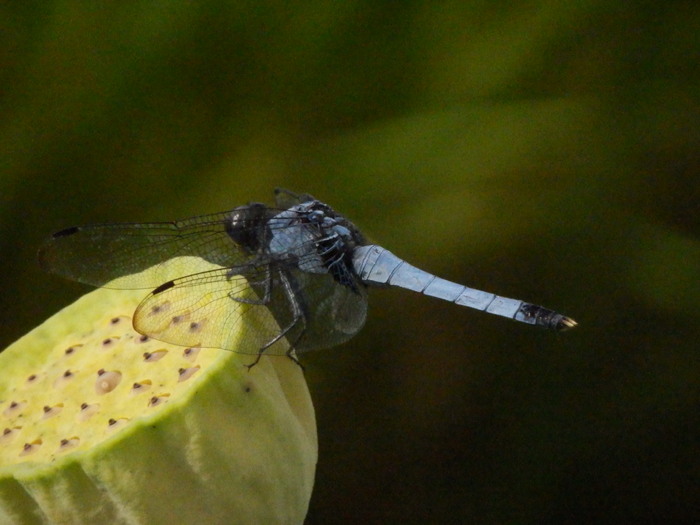 f0219710_775892.jpg