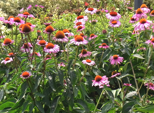 キク科の花 Arekore キク科の花 Arekore
