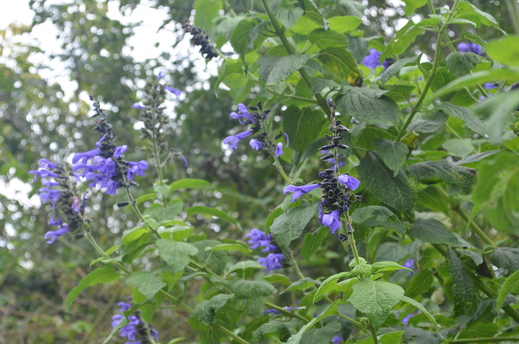e0135518_1753460.jpg