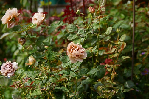 f0170524_7545036.jpg