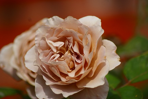 f0170524_7553135.jpg