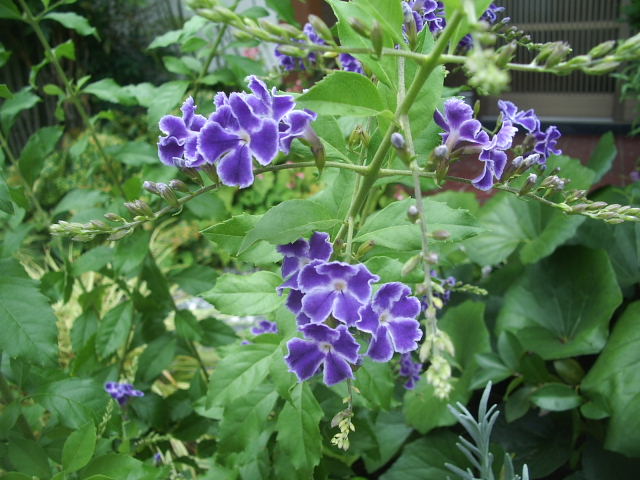 ジュランタ タカラヅカ 時々の花