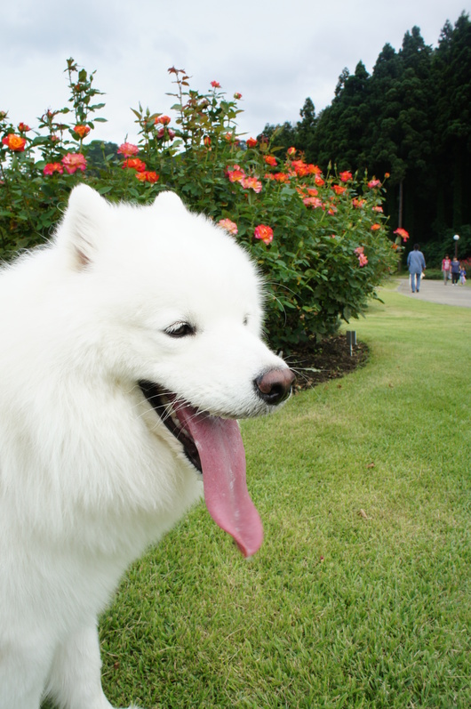 2013年みちのく旅行 その2_f0128542_912467.jpg