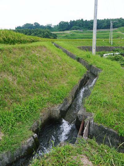 菊池水源棚田米 稲穂がふっくらと膨らみ始めましたよ!_a0254656_1816292.jpg