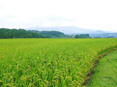 菊池水源棚田米 稲穂がふっくらと膨らみ始めましたよ!_a0254656_183619.jpg