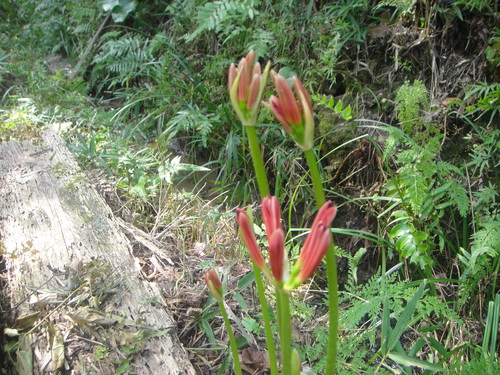 平成２５年９月度植物観察　　in　うみべの森_c0108460_15572581.jpg