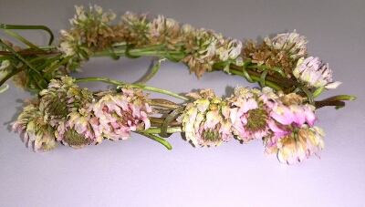 シロツメクサのミサンガ 冠かな ムッチャンの絵手紙日記