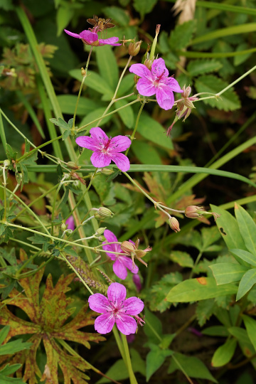 e0054067_2338998.jpg