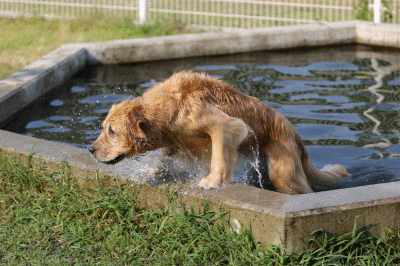 f0037378_7571882.gif