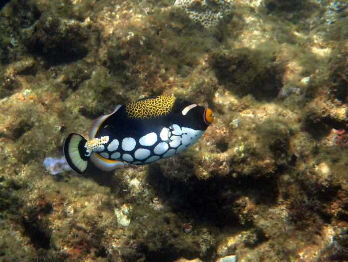 屋久島1日目　一湊海水浴場東浜でシュノーケリング♪_d0236681_16433197.jpg