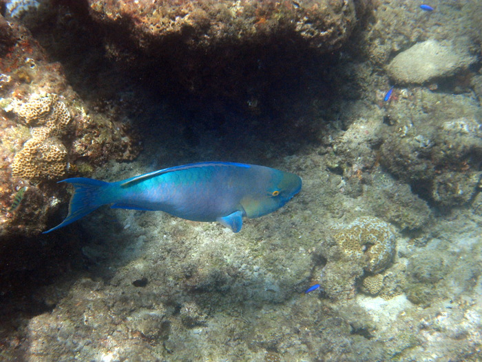 屋久島1日目　一湊海水浴場東浜でシュノーケリング♪_d0236681_1643441.jpg