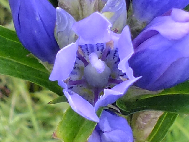 ９月９日　箱根湿生花園　その３_e0145782_447919.jpg