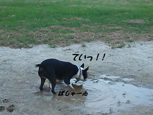 ★雨降って犬汚れる・・・デジャブ★_d0187891_1422143.jpg