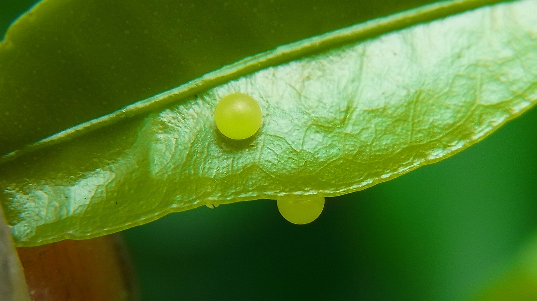 a0152692_17262789.jpg