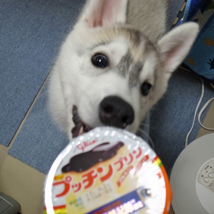 子犬　我が家にて_c0049299_12175226.jpg