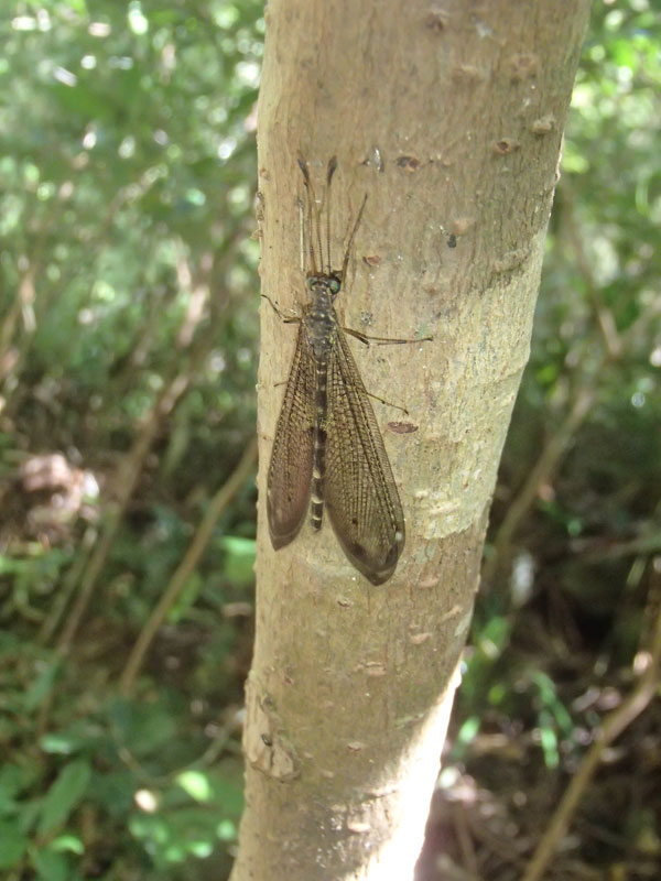 沖縄の森の中で 昆虫ブログ むし探検広場