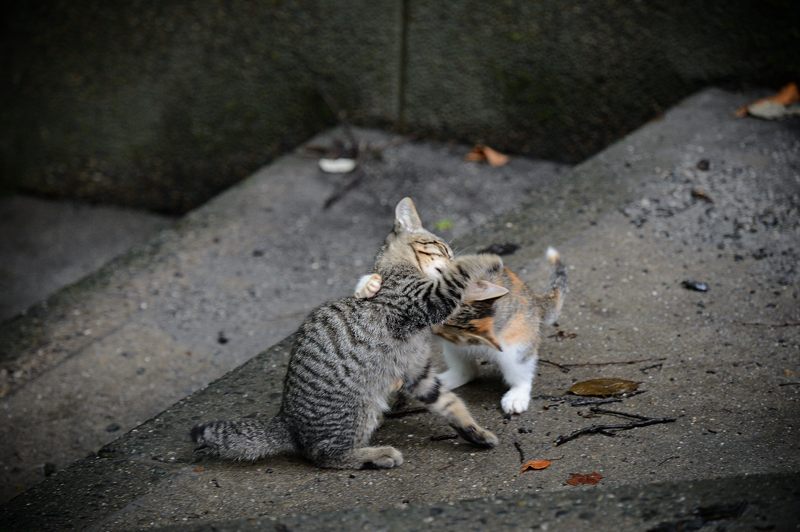 街角ニャンコ・若王寺のニャンコ_f0032011_19213859.jpg