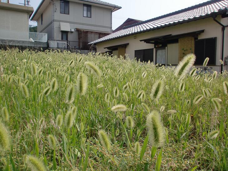 e0149215_15231068.jpg