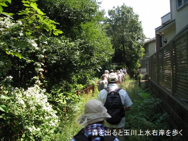 玉川上水・文学散策_e0117318_20484910.jpg