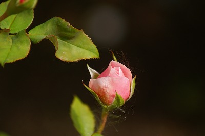 f0170524_8293231.jpg