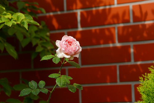 f0170524_830149.jpg