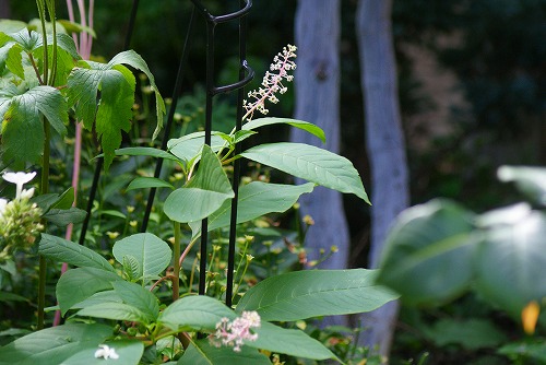 f0170524_832883.jpg