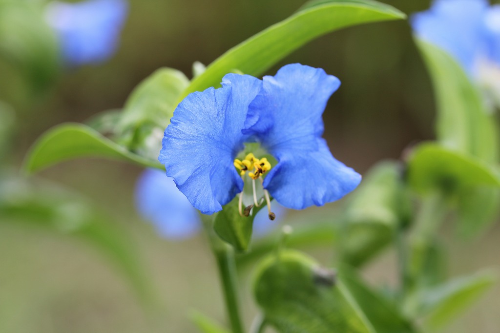 萬葉花集 箱（約98枚入） – 三州総本舗オンラインショップ
