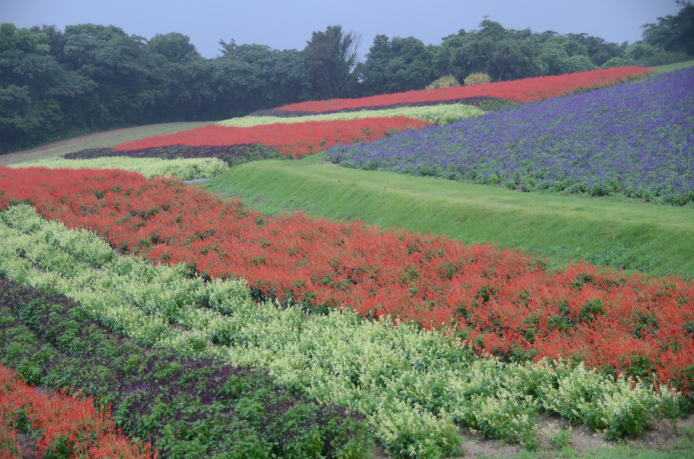 雨天　花の園_a0287533_22145993.jpg