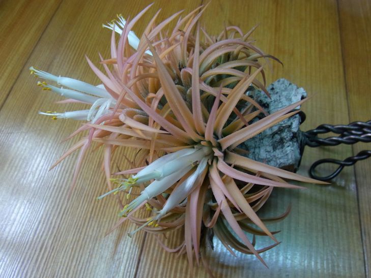 Tillandsia Seed_d0209934_20492975.jpg