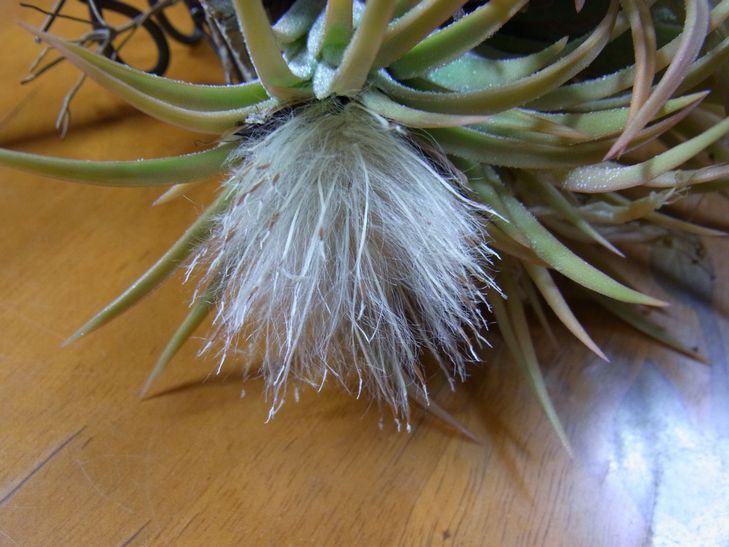 Tillandsia Seed_d0209934_20503953.jpg