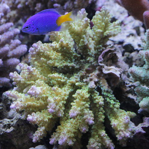 明日はオージー&海水魚!_d0221436_2145278.jpg