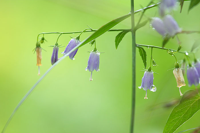 秋の野草たち　～ツリガネニンジン～_c0067040_20322355.jpg