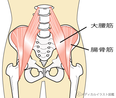 子宮・卵巣疲労からの腰痛 ~ある日の施術より~_e0073240_10113726.png