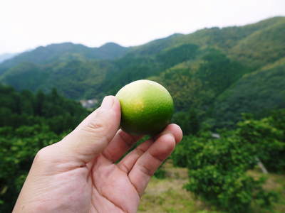 ザ・みかん 大切な摘果作業!その1(匠の技)_a0254656_18274474.jpg
