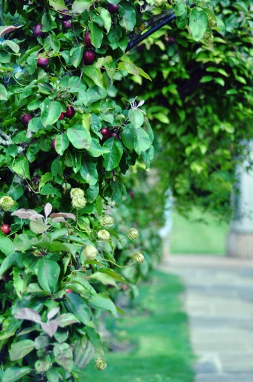 National Trust : Greys Court_c0046163_5575042.jpg