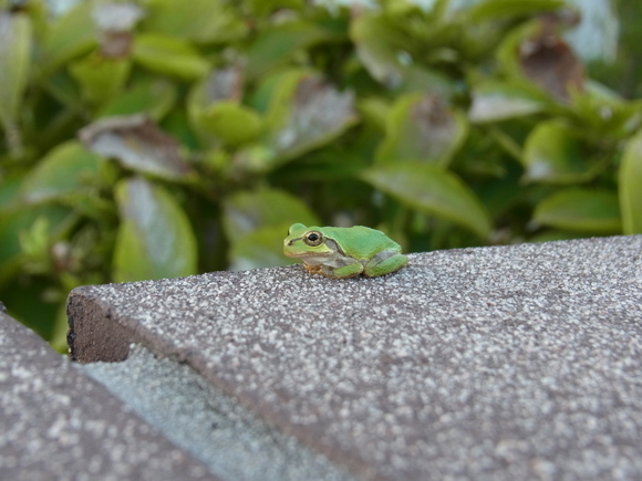 暑さが　ぶり返した一日_b0194267_19335280.jpg