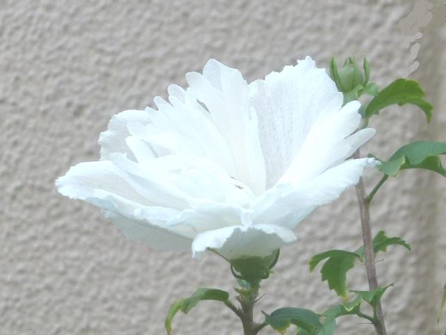 ちょっと珍しい　八重咲きの白い木槿♪♪_b0168975_17341445.jpg