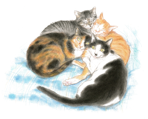ほっほー、猫巡礼の活用法_f0054677_822127.jpg