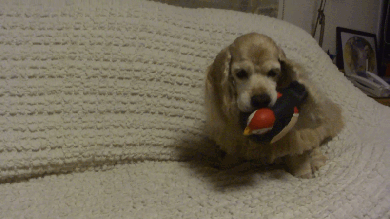 f0218182_17334040.gif