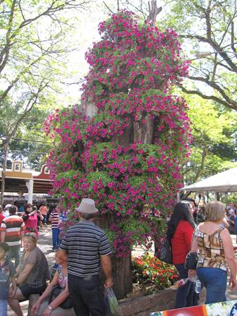 【地域情報】Holambraの花祭りへ④_f0146587_9492635.jpg