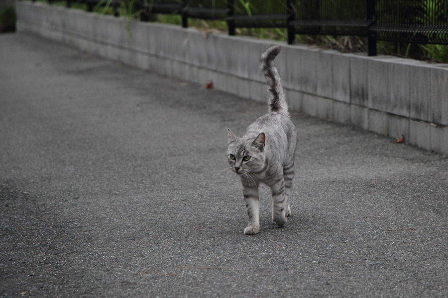 2013.07.30～08.30：KISS -X5で通勤散歩５－完_c0007190_19415167.jpg